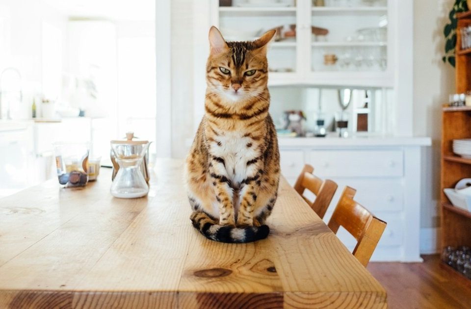 Logement-étudiant-et-animaux